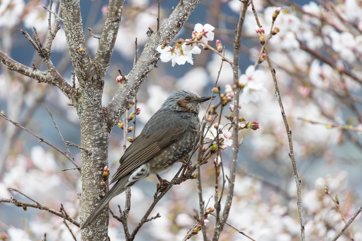 Tamron 18-300mm f/3.5-6.3 DI III-A VC VXD objektív (Canon RF)-4