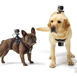 GoPro Fetch (dog harness) kutyahám-2