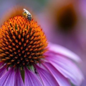 Tamron 90mm f/2.8 DI III Macro VXD objektív (Nikon Z)-2