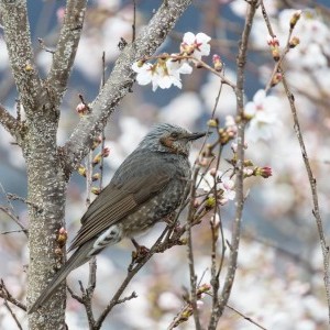 Tamron 18-300mm f/3.5-6.3 DI III-A VC VXD objektív (Canon RF)-4